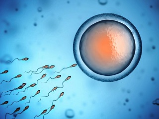 espermatozoides y la fertilidad